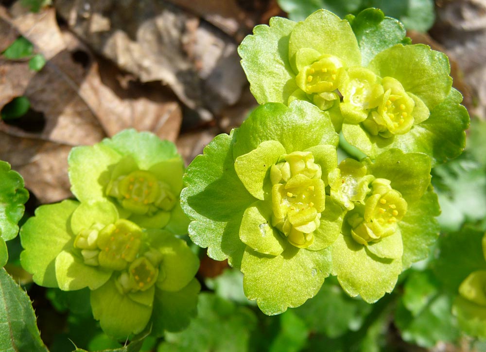 Изображение особи Chrysosplenium alternifolium.