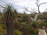 Dracophyllum pandanifolium