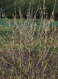 Syringa microphylla. Верхняя часть кроны растения с распускающимися почками. Германия, г. Дюссельдорф, Ботанический сад университета. 02.03.2014.