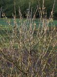 Syringa microphylla