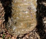 Araucaria araucana. Комлевая часть ствола. Германия, г. Дюссельдорф, Ботанический сад университета. 02.03.2014.