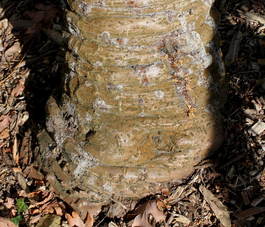 Изображение особи Araucaria araucana.