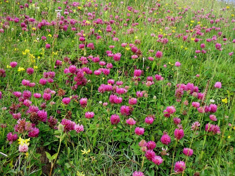 Image of Trifolium medium specimen.