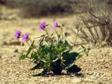 Erodium arborescens. Цветущее растение. Израиль, пос. Негев, равнина Мишор а-Сээфим, сухое русло. 22.03.2014.