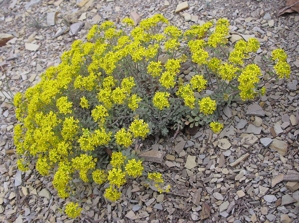 Изображение особи Odontarrhena obtusifolia.