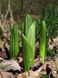 Veratrum lobelianum