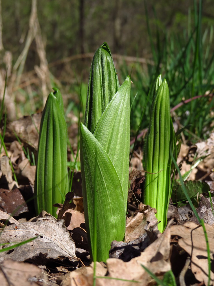 Изображение особи Veratrum lobelianum.