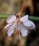 Prunus mume. Цветок. Германия, г. Дюссельдорф, Ботанический сад университета. 13.03.2014.