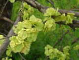 Ulmus pumila. Незрелые плоды. Украина, г. Запорожье, возле р. Днепр, искусственное насаждение. 03.05.2014.