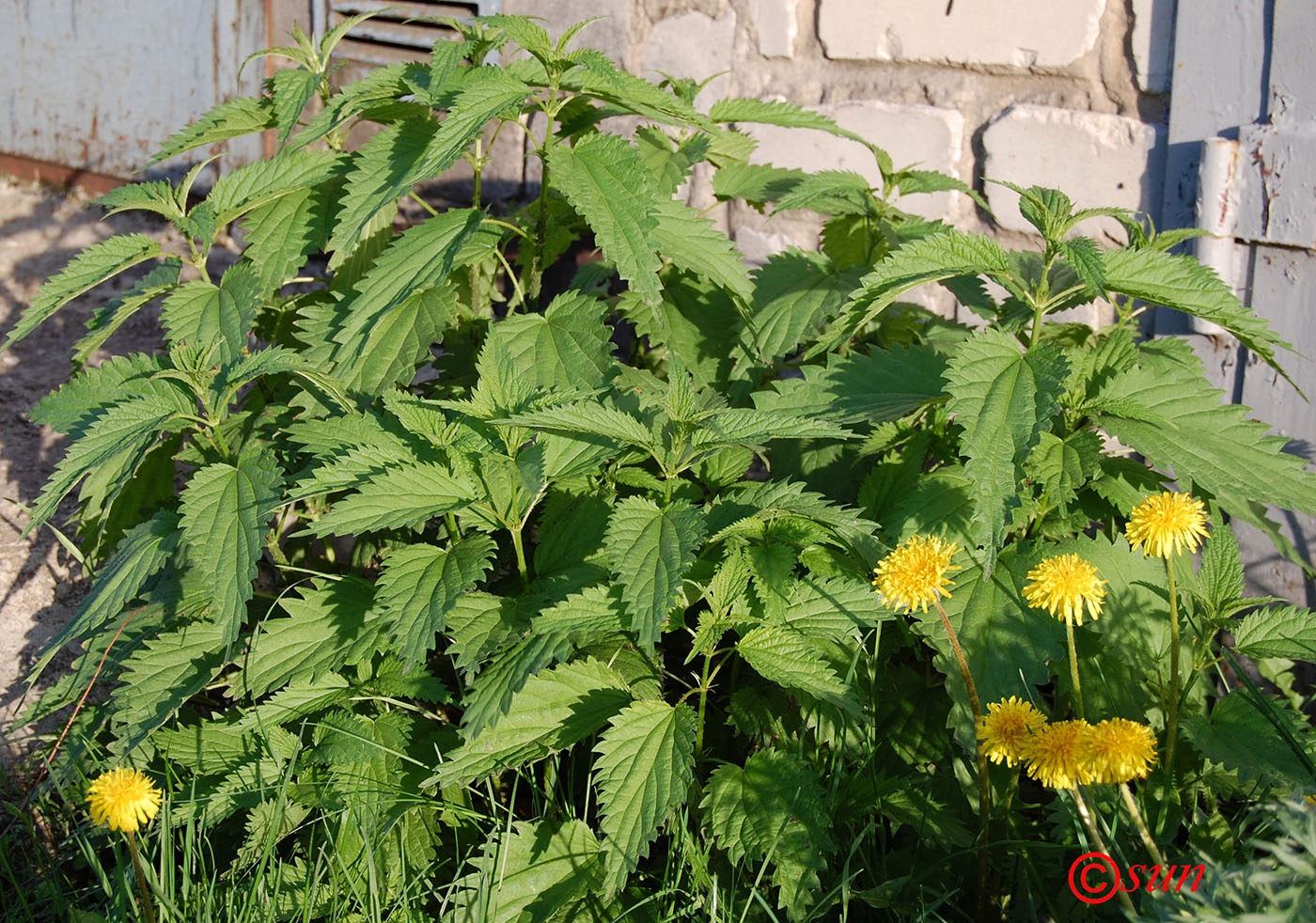 Image of Urtica dioica specimen.