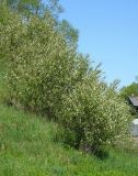 Amelanchier spicata. Цветущие растения. Ярославская обл., пос. Борисоглебский, откос моста через р. Устье. 16 мая 2014 г.