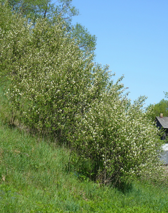 Image of Amelanchier spicata specimen.