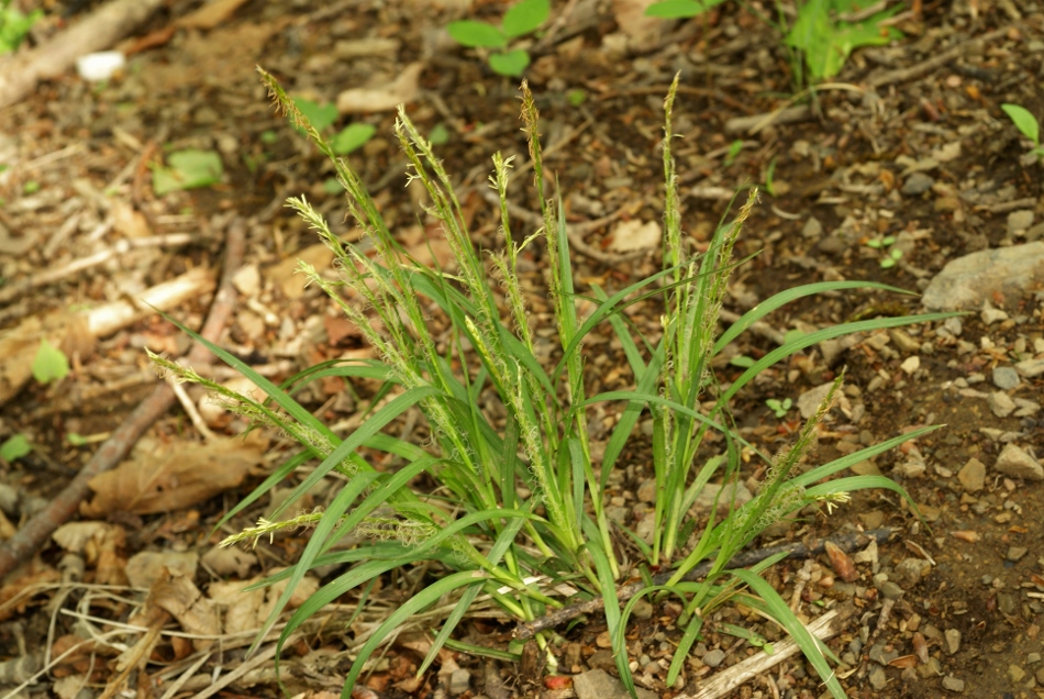 Image of Carex bostrychostigma specimen.