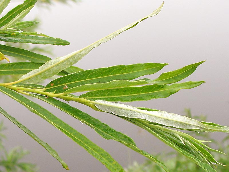 Image of Salix viminalis specimen.