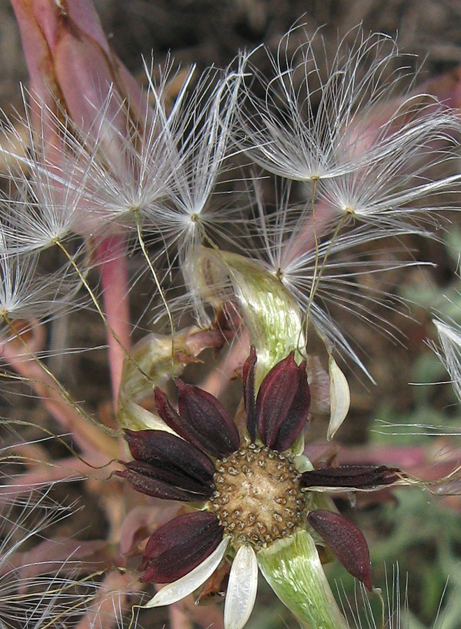 Image of Lactuca tuberosa specimen.