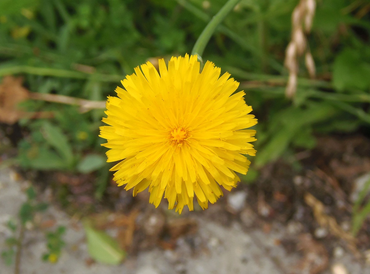 Изображение особи Hypochaeris radicata.