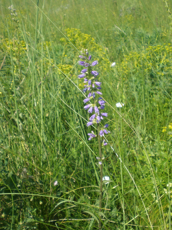 Изображение особи Campanula bononiensis.