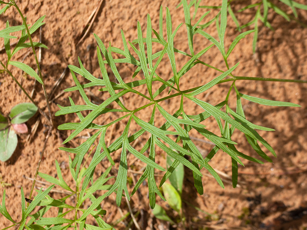 Изображение особи Pulsatilla pratensis.