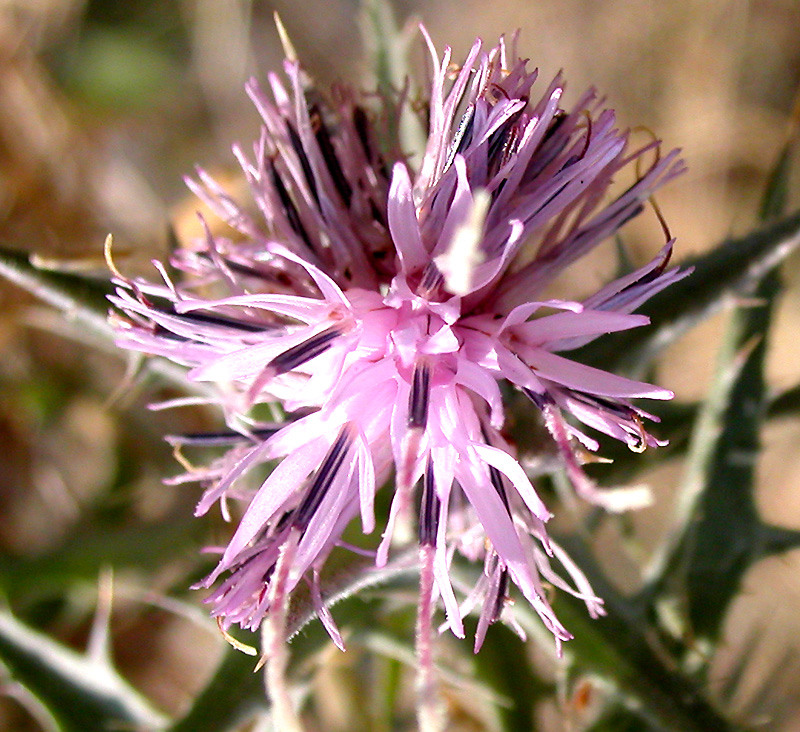 Image of Carthamus glaucus specimen.