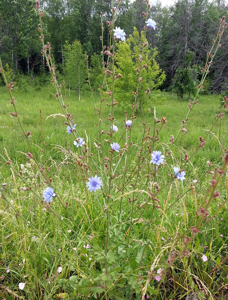 Image of Cichorium intybus specimen.