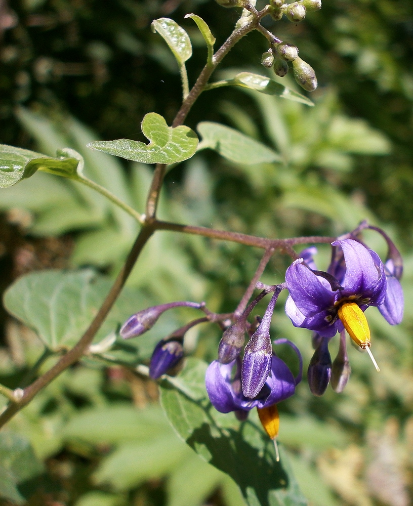 Image of Solanum kitagawae specimen.