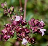 Origanum laevigatum. Соцветие с муравьём. Германия, г. Дюссельдорф, Ботанический сад университета. 03.07.2014.