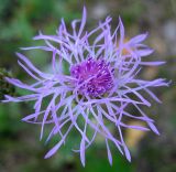 Centaurea stoebe