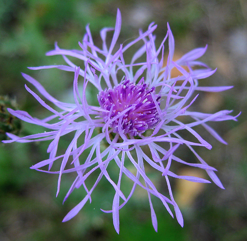 Image of Centaurea stoebe specimen.