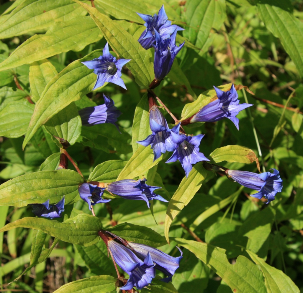 Изображение особи Gentiana schistocalyx.