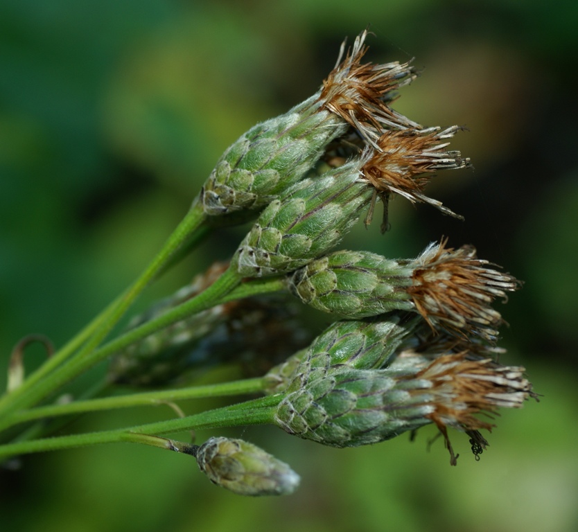 Image of Saussurea petiolata specimen.