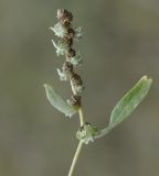 Atriplex patula. Верхушка побега с соцветиями(?). Греция, Халкидики, п-в Ситония (Σιθωνία), пляж. 25.09.2014.