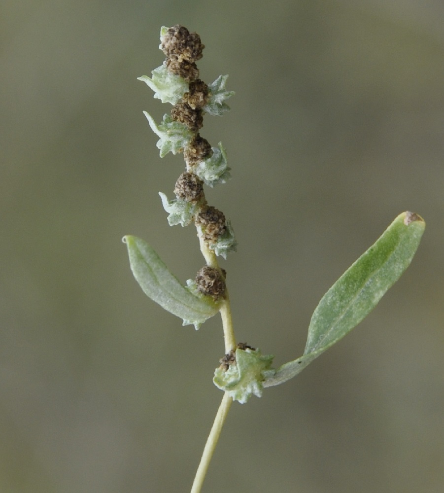 Изображение особи Atriplex patula.