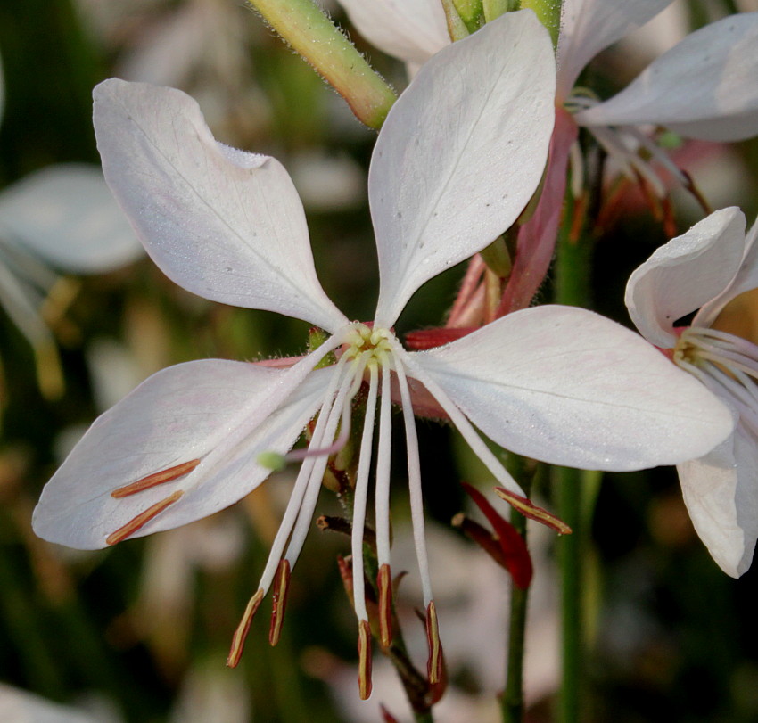 Image of Gaura lindheimeri specimen.