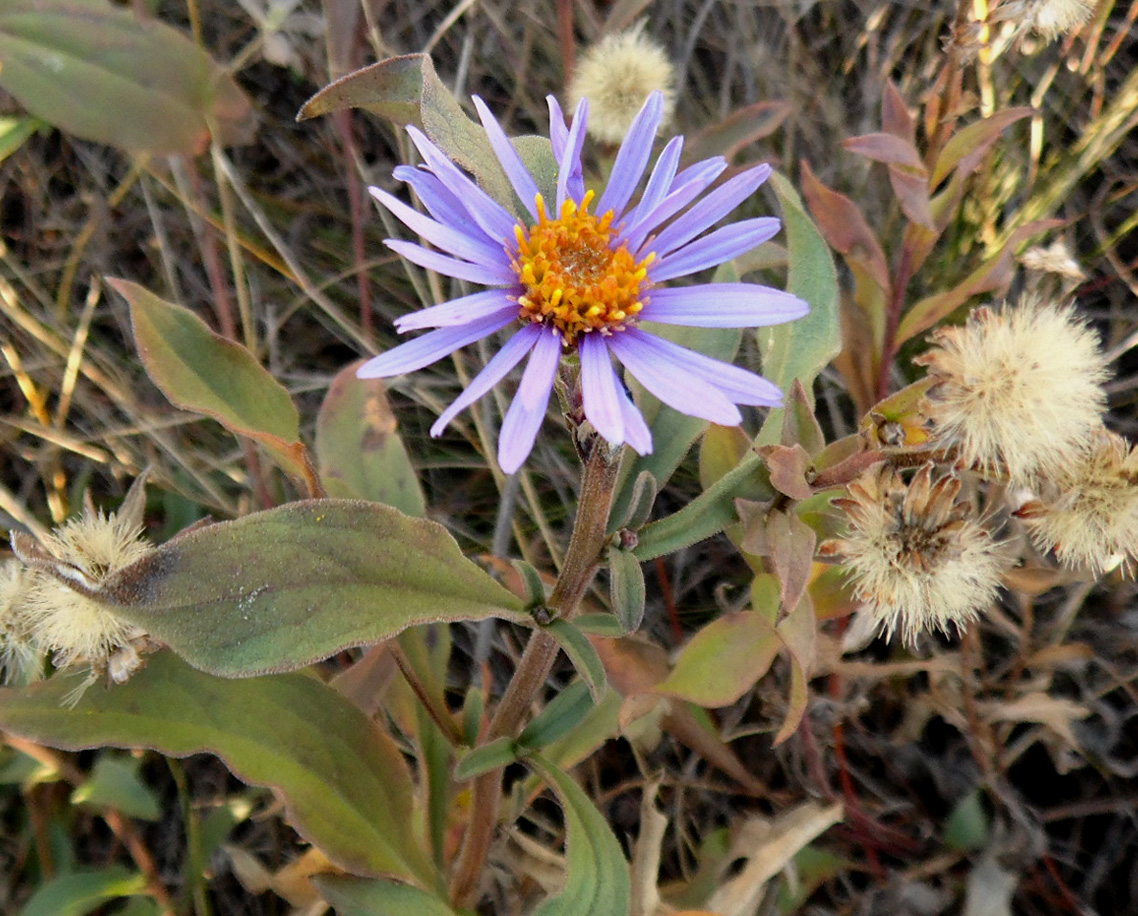 Image of Aster amellus specimen.