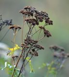 Tanacetum vulgare. Верхушка плодоносящего растения. Московская обл., Раменский р-н, окр. ж.-д. платформы Хрипань, залежь. 21.09.2014.