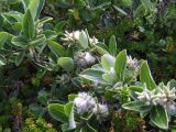 Salix glauca