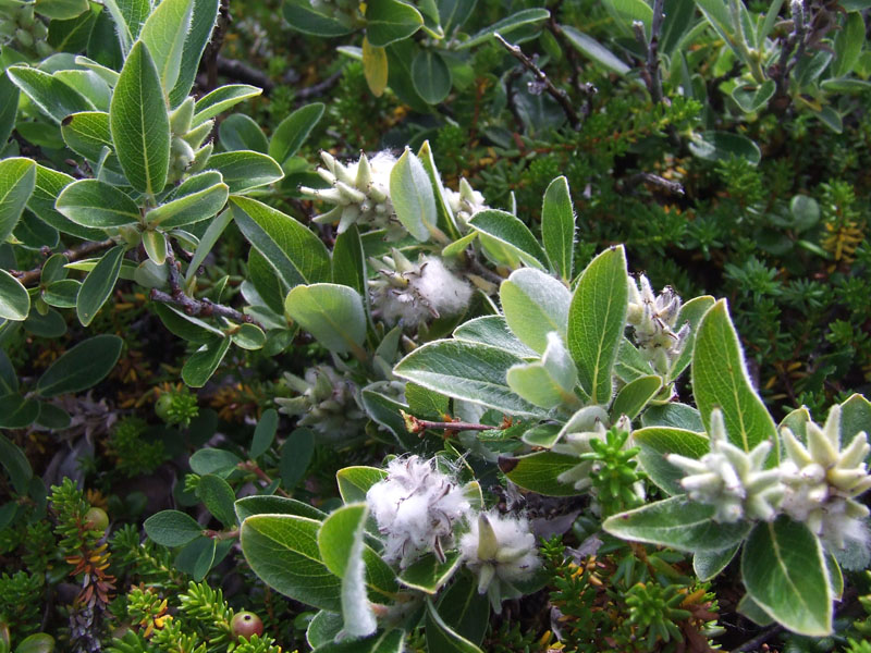 Изображение особи Salix glauca.