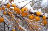 Hippophae rhamnoides