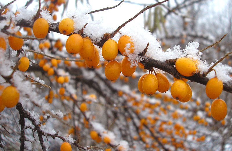 Изображение особи Hippophae rhamnoides.