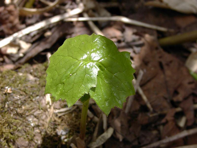 Image of Parasenecio kamtschaticus specimen.