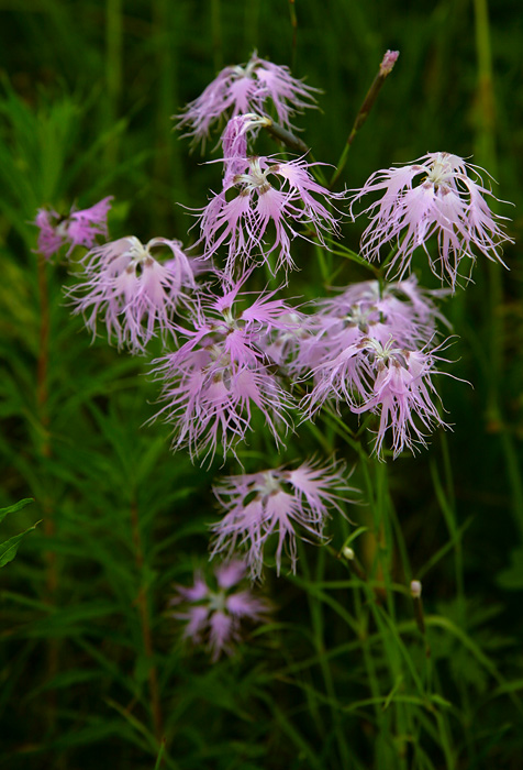 Изображение особи Dianthus superbus.