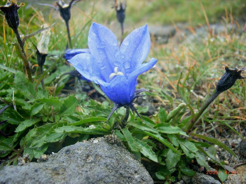 Image of Campanula lasiocarpa specimen.