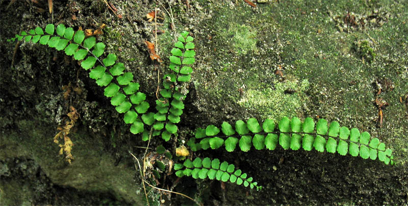 Изображение особи Asplenium trichomanes.