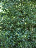 Ilex aquifolium