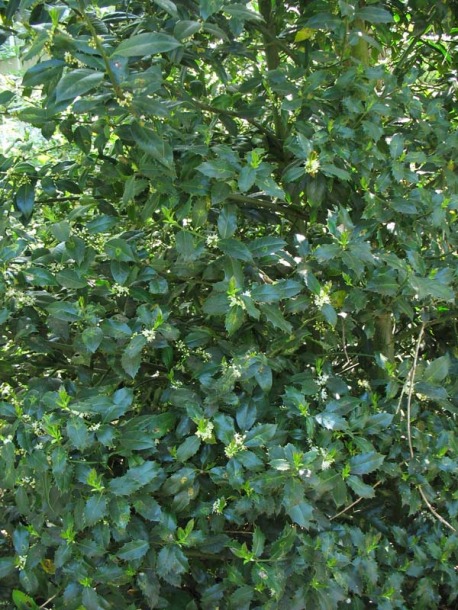 Image of Ilex aquifolium specimen.