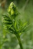 Thalictrum lucidum. Верхушка молодого побега с соцветием в бутонах. Ленинградская обл., Лужский р-н, окр. дер. Кемка, пойма р. Луга, сырой луг. 13.06.2009.