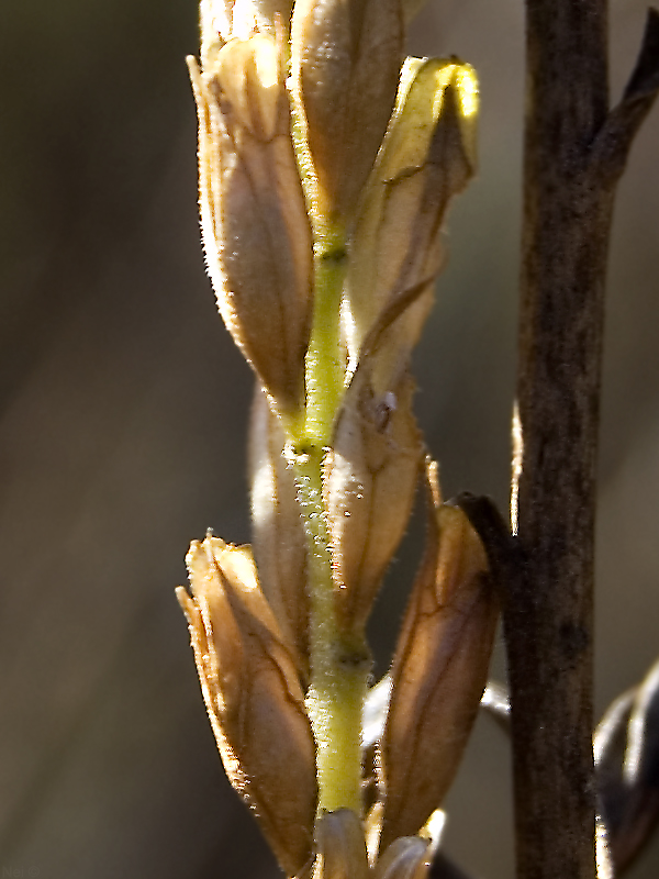 Изображение особи Odontites vulgaris.