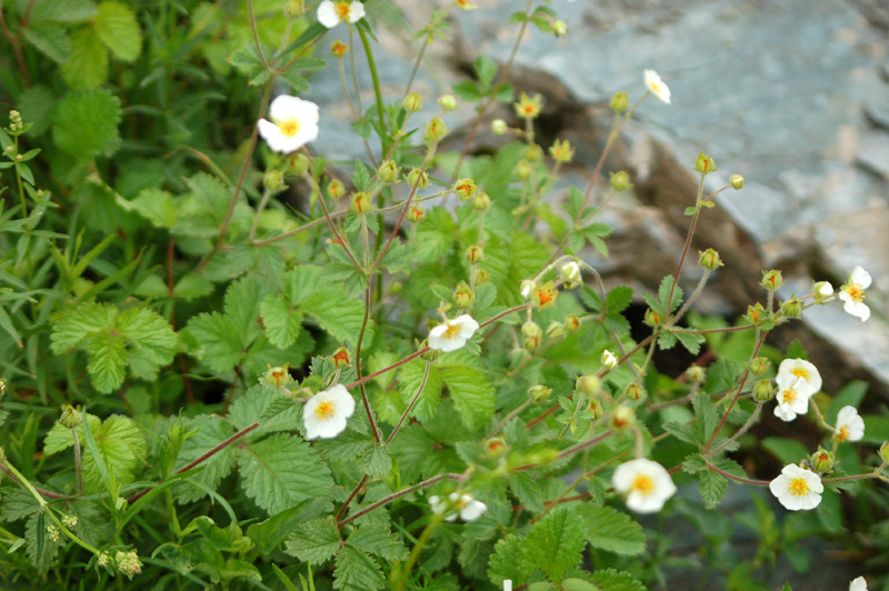 Image of Potentilla rupestris specimen.