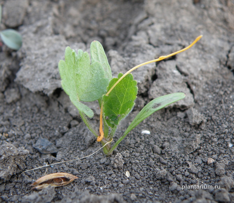 Изображение особи Cuscuta campestris.