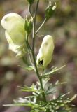 Aconitum anthoroideum. Часть верхушки побега с цветками и плодами. Алтай, окр. пос. Манжерок. 26.08.2009.